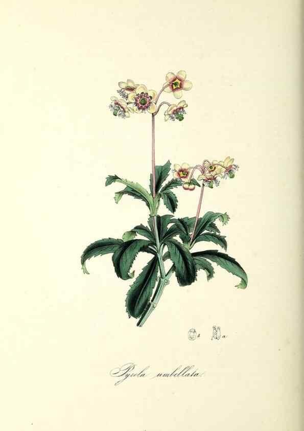 Reproducción/Reproduction 37261542094: Plantæ utiliores :. London :Whittaker & Co.,1842-1850.. 