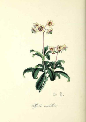 Reproducción/Reproduction 37261542094: Plantæ utiliores :. London :Whittaker & Co.,1842-1850.. 