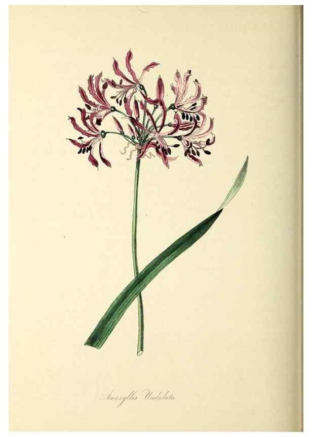 Reproducción/Reproduction 26195842219: Plantæ utiliores :. London :Whittaker & Co.,1842-1850.. 