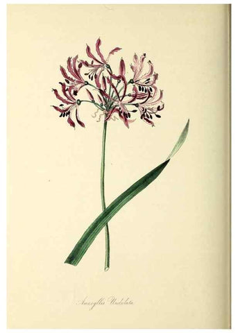 Reproducción/Reproduction 26195842219: Plantæ utiliores :. London :Whittaker & Co.,1842-1850.. 