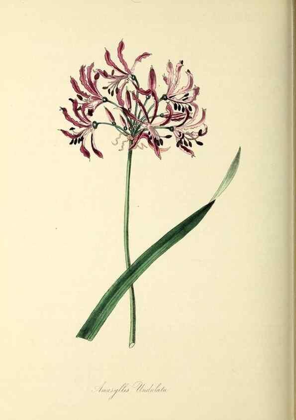 Reproducción/Reproduction 26195842219: Plantæ utiliores :. London :Whittaker & Co.,1842-1850.. 