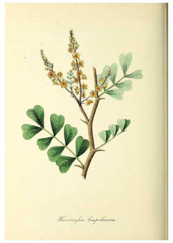 Reproducción/Reproduction 26195844049: Plantæ utiliores :. London :Whittaker & Co.,1842-1850.. 