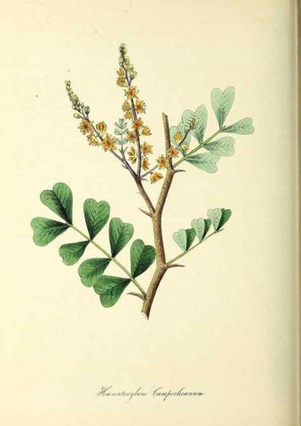 Reproducción/Reproduction 26195844049: Plantæ utiliores :. London :Whittaker & Co.,1842-1850.. 