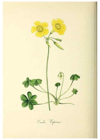 Reproducción/Reproduction 37917726636: Plantæ utiliores :. London :Whittaker & Co.,1842-1850.. 