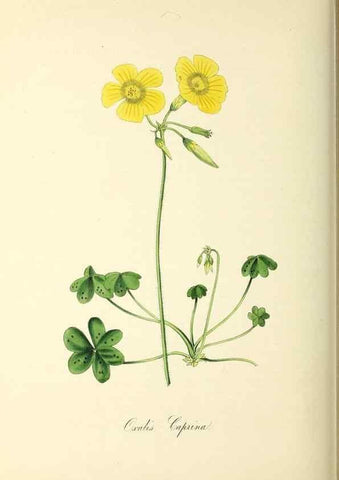 Reproducción/Reproduction 37917726636: Plantæ utiliores :. London :Whittaker & Co.,1842-1850.. 
