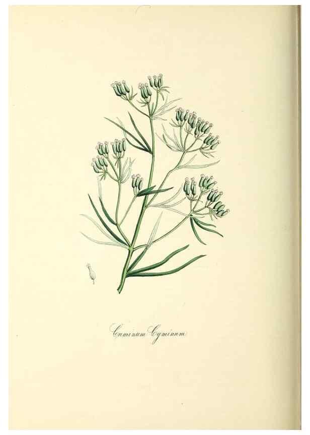 Reproducción/Reproduction 26195847839: Plantæ utiliores :. London :Whittaker & Co.,1842-1850.. 