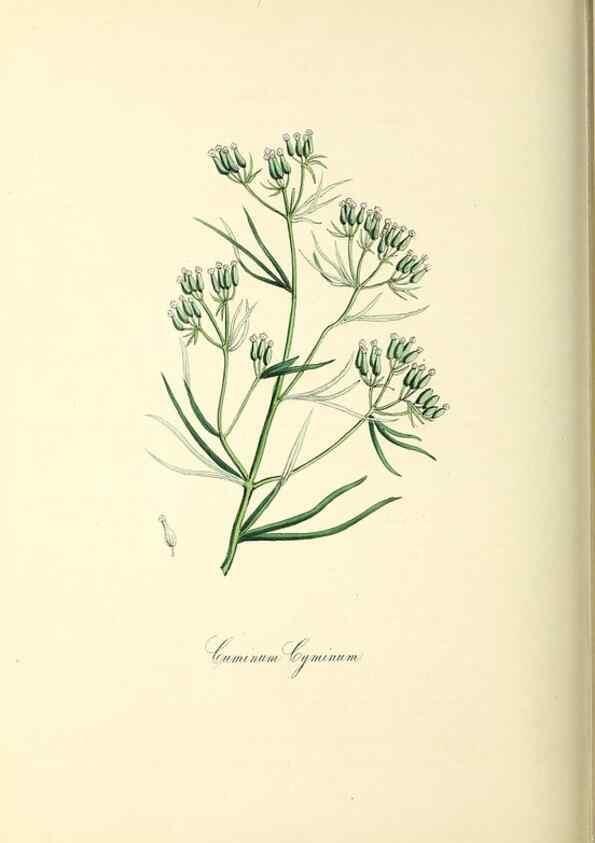 Reproducción/Reproduction 26195847839: Plantæ utiliores :. London :Whittaker & Co.,1842-1850.. 
