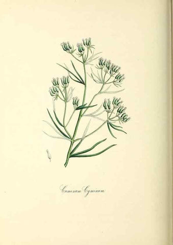 Reproducción/Reproduction 26195847839: Plantæ utiliores :. London :Whittaker & Co.,1842-1850.. 