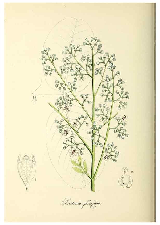 Reproducción/Reproduction 26195849649: Plantæ utiliores :. London :Whittaker & Co.,1842-1850.. 