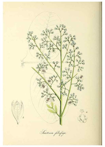 Reproducción/Reproduction 26195849649: Plantæ utiliores :. London :Whittaker & Co.,1842-1850.. 