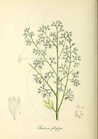 Reproducción/Reproduction 26195849649: Plantæ utiliores :. London :Whittaker & Co.,1842-1850.. 