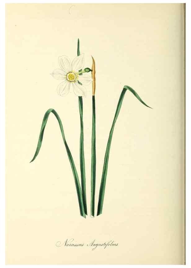 Reproducción/Reproduction 37917731616: Plantæ utiliores :. London :Whittaker & Co.,1842-1850.. 