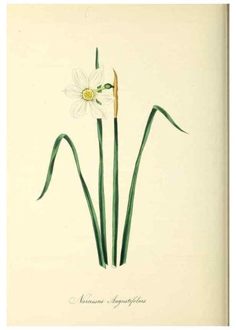 Reproducción/Reproduction 37917731616: Plantæ utiliores :. London :Whittaker & Co.,1842-1850.. 