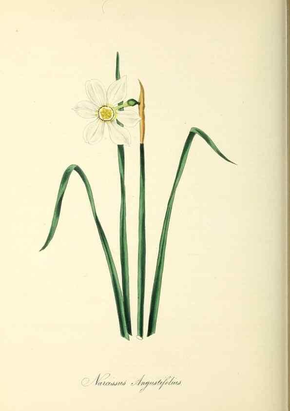 Reproducción/Reproduction 37917731616: Plantæ utiliores :. London :Whittaker & Co.,1842-1850.. 