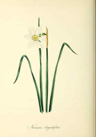 Reproducción/Reproduction 37917731616: Plantæ utiliores :. London :Whittaker & Co.,1842-1850.. 