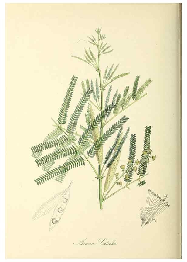 Reproducción/Reproduction 37917734036: Plantæ utiliores :. London :Whittaker & Co.,1842-1850.. 