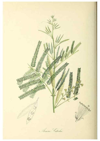 Reproducción/Reproduction 37917734036: Plantæ utiliores :. London :Whittaker & Co.,1842-1850.. 