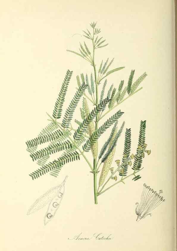 Reproducción/Reproduction 37917734036: Plantæ utiliores :. London :Whittaker & Co.,1842-1850.. 
