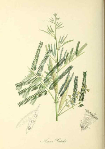 Reproducción/Reproduction 37917734036: Plantæ utiliores :. London :Whittaker & Co.,1842-1850.. 