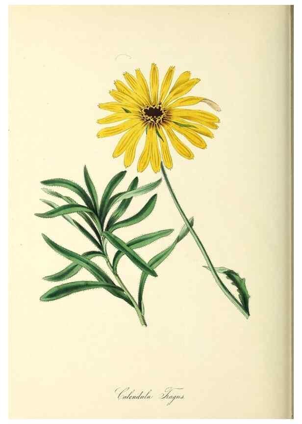 Reproducción/Reproduction 37917736186: Plantæ utiliores :. London :Whittaker & Co.,1842-1850.. 