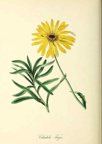 Reproducción/Reproduction 37917736186: Plantæ utiliores :. London :Whittaker & Co.,1842-1850.. 