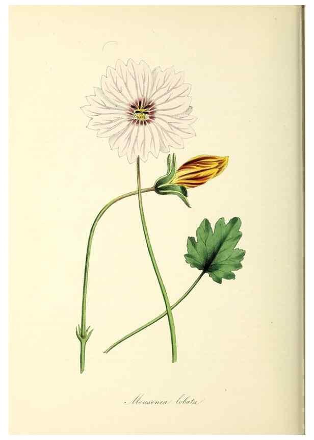 Reproducción/Reproduction 37917740966: Plantæ utiliores :. London :Whittaker & Co.,1842-1850.. 