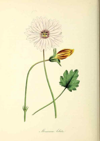 Reproducción/Reproduction 37917740966: Plantæ utiliores :. London :Whittaker & Co.,1842-1850.. 