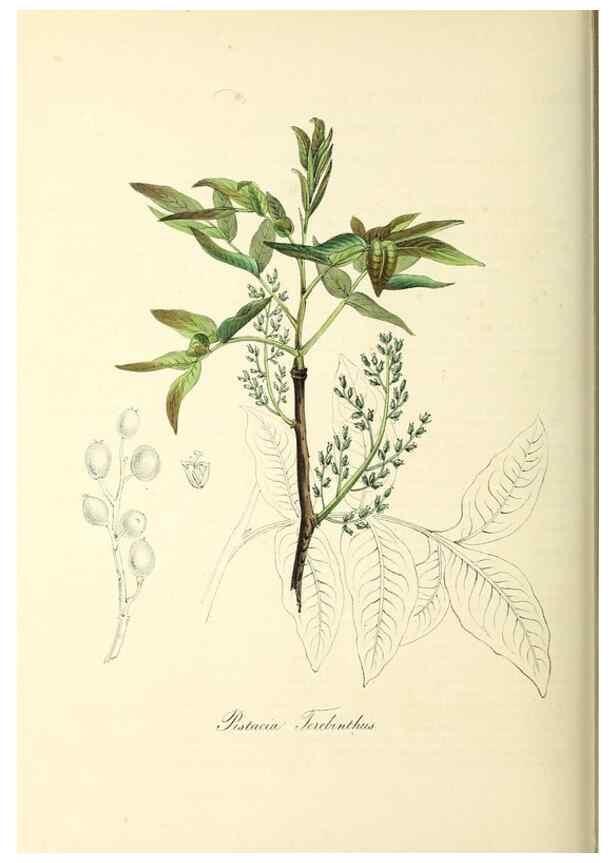 Reproducción/Reproduction 37917743886: Plantæ utiliores :. London :Whittaker & Co.,1842-1850.. 