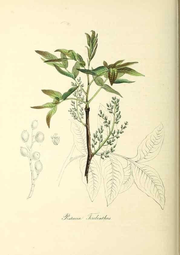 Reproducción/Reproduction 37917743886: Plantæ utiliores :. London :Whittaker & Co.,1842-1850.. 