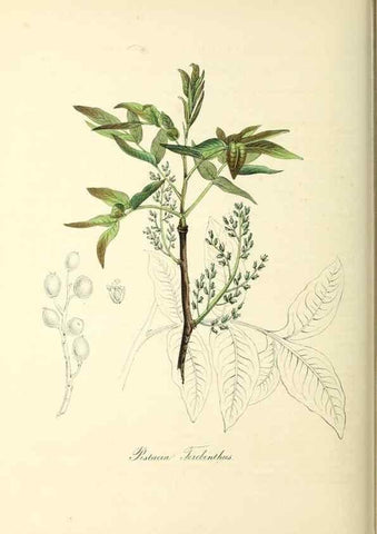 Reproducción/Reproduction 37917743886: Plantæ utiliores :. London :Whittaker & Co.,1842-1850.. 
