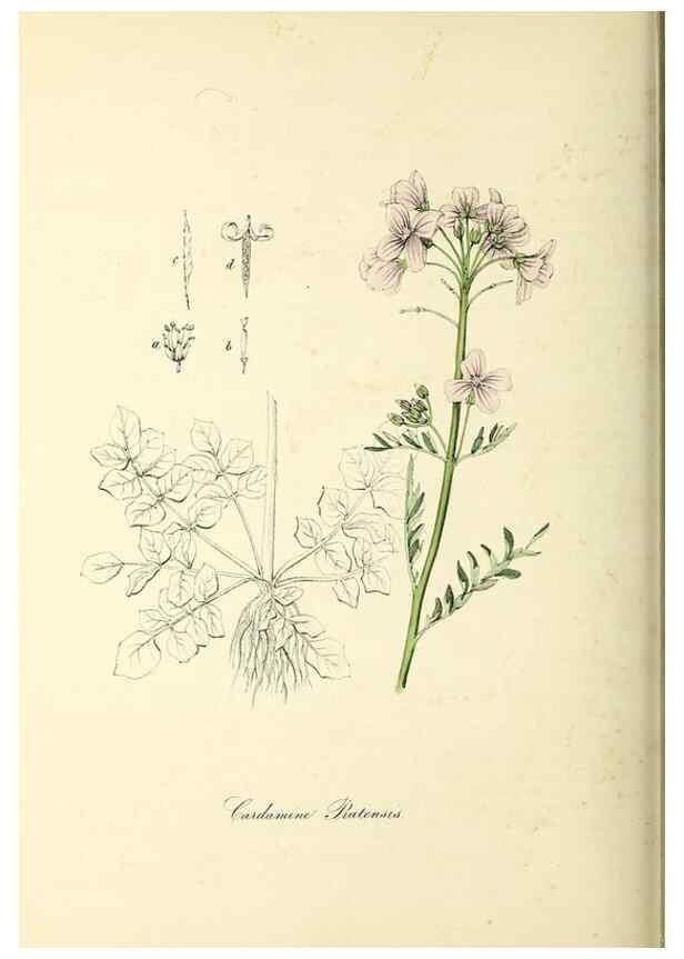Reproducción/Reproduction 37917747176: Plantæ utiliores :. London :Whittaker & Co.,1842-1850.. 