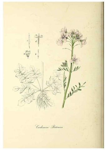 Reproducción/Reproduction 37917747176: Plantæ utiliores :. London :Whittaker & Co.,1842-1850.. 
