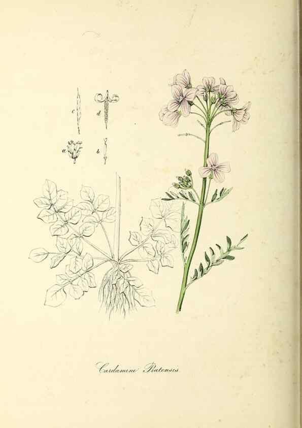 Reproducción/Reproduction 37917747176: Plantæ utiliores :. London :Whittaker & Co.,1842-1850.. 