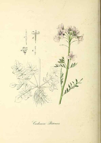 Reproducción/Reproduction 37917747176: Plantæ utiliores :. London :Whittaker & Co.,1842-1850.. 