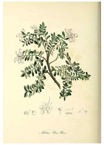 Reproducción/Reproduction 37917749756: Plantæ utiliores :. London :Whittaker & Co.,1842-1850.. 