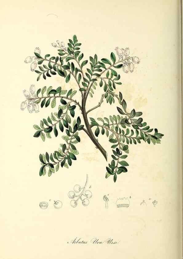 Reproducción/Reproduction 37917749756: Plantæ utiliores :. London :Whittaker & Co.,1842-1850.. 