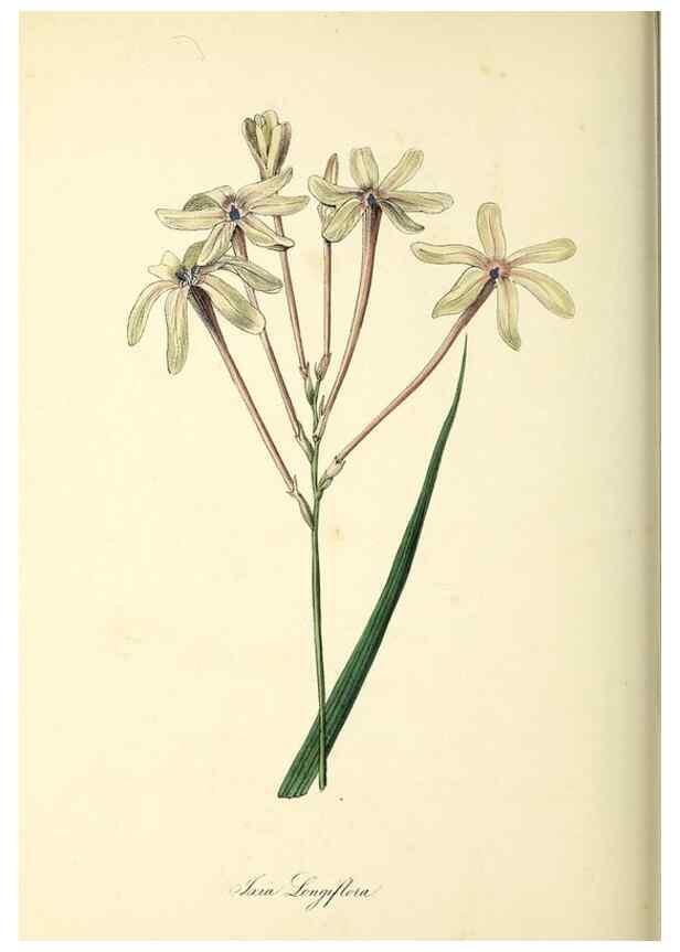 Reproducción/Reproduction 37917751926: Plantæ utiliores :. London :Whittaker & Co.,1842-1850.. 