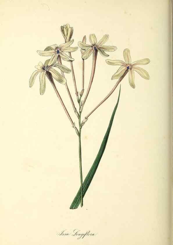 Reproducción/Reproduction 37917751926: Plantæ utiliores :. London :Whittaker & Co.,1842-1850.. 