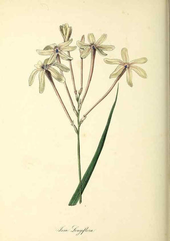 Reproducción/Reproduction 37917751926: Plantæ utiliores :. London :Whittaker & Co.,1842-1850.. 