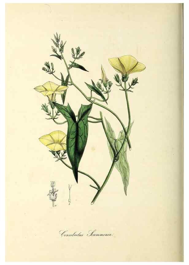 Reproducción/Reproduction 37917754416: Plantæ utiliores :. London :Whittaker & Co.,1842-1850.. 