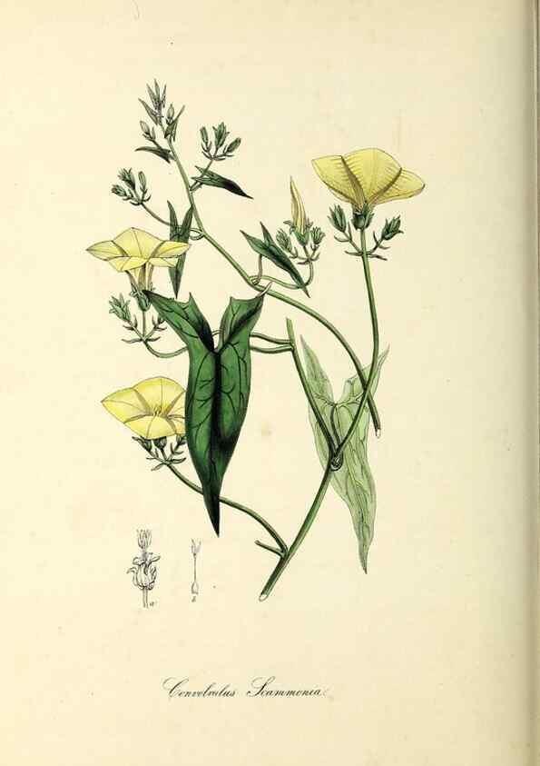 Reproducción/Reproduction 37917754416: Plantæ utiliores :. London :Whittaker & Co.,1842-1850.. 