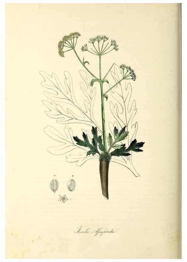 Reproducción/Reproduction 37917756626: Plantæ utiliores :. London :Whittaker & Co.,1842-1850.. 