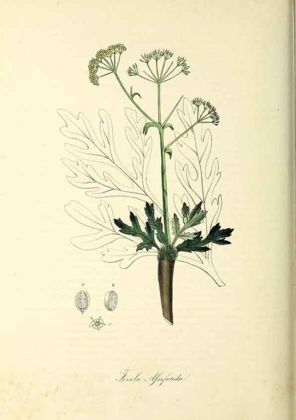 Reproducción/Reproduction 37917756626: Plantæ utiliores :. London :Whittaker & Co.,1842-1850.. 