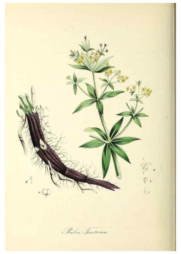 Reproducción/Reproduction 37917738636: Plantæ utiliores :. London :Whittaker & Co.,1842-1850.. 