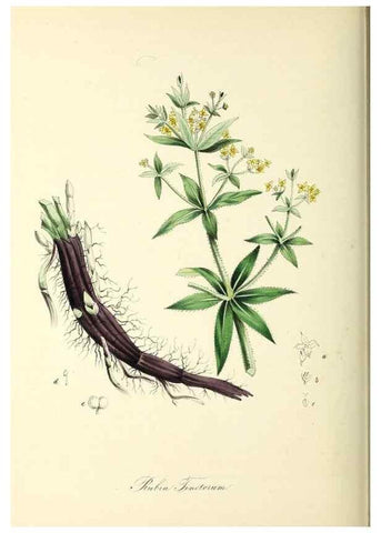 Reproducción/Reproduction 37917738636: Plantæ utiliores :. London :Whittaker & Co.,1842-1850.. 