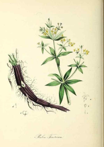 Reproducción/Reproduction 37917738636: Plantæ utiliores :. London :Whittaker & Co.,1842-1850.. 