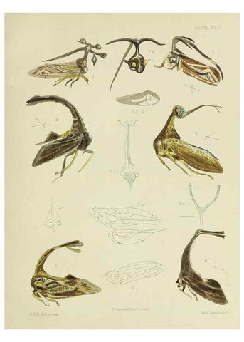 Reproducción/Reproduction 26520294519: A monograph of the Membracidæ,. London,L. Reeve & co., limited,1903.. 