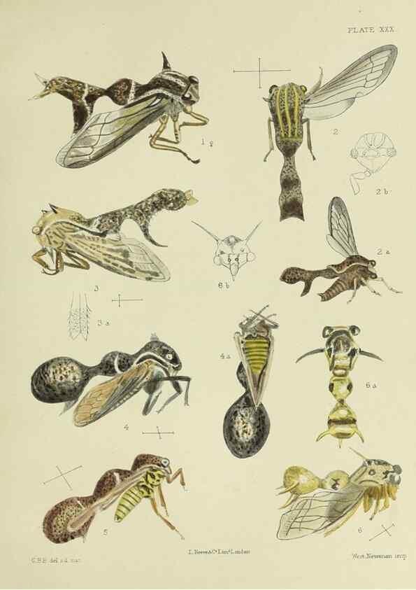 Reproducción/Reproduction 38240663626: A monograph of the Membracidæ,. London,L. Reeve & co., limited,1903.. 