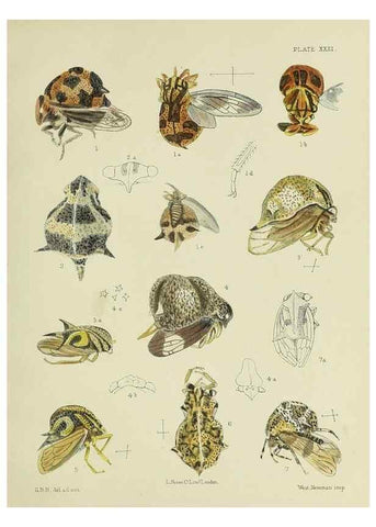 Reproducción/Reproduction 38240665996: A monograph of the Membracidæ,. London,L. Reeve & co., limited,1903.. 