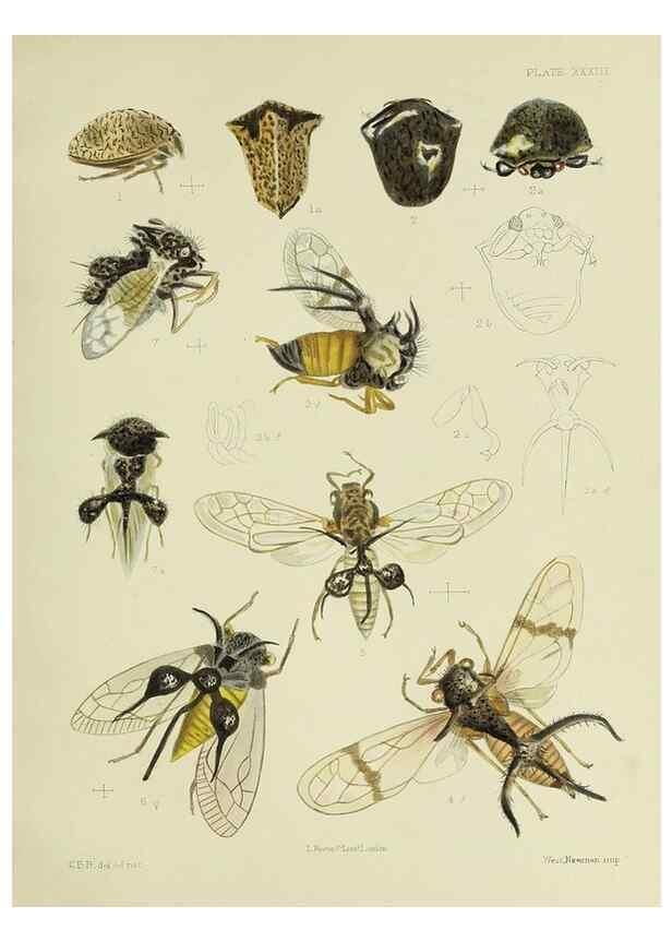 Reproducción/Reproduction 38240669716: A monograph of the Membracidæ,. London,L. Reeve & co., limited,1903.. 